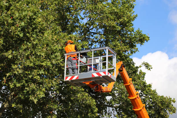 Why Choose Our Tree Removal Services in Wagoner, OK?