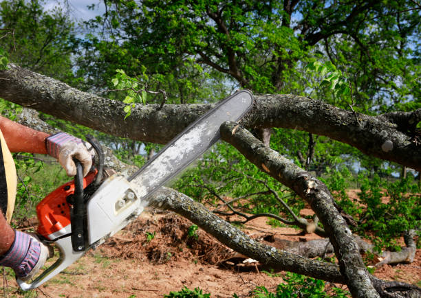 Professional  Tree Services in Wagoner, OK